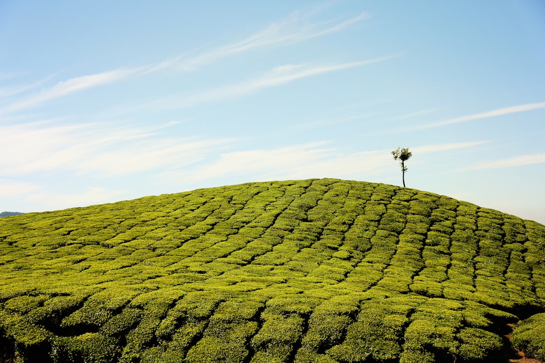 green fields at daytime