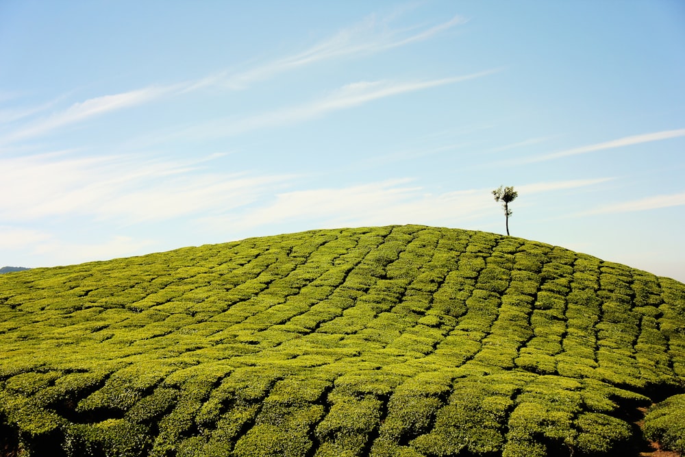 green fields at daytime