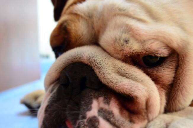 Close-up of Bo’s wrinkled face with a tired but happy expression.