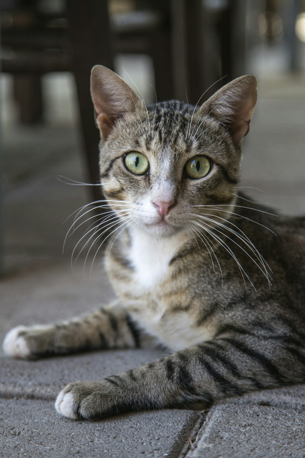 brown tabby cat on gray concrete floor