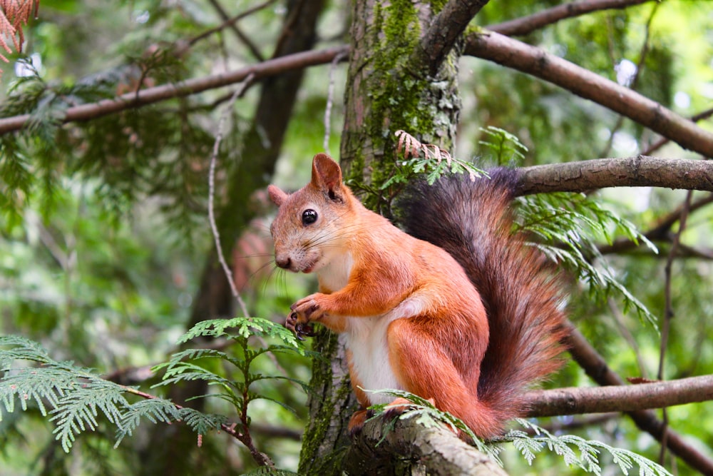 brown squirrel on tree branch at daytime