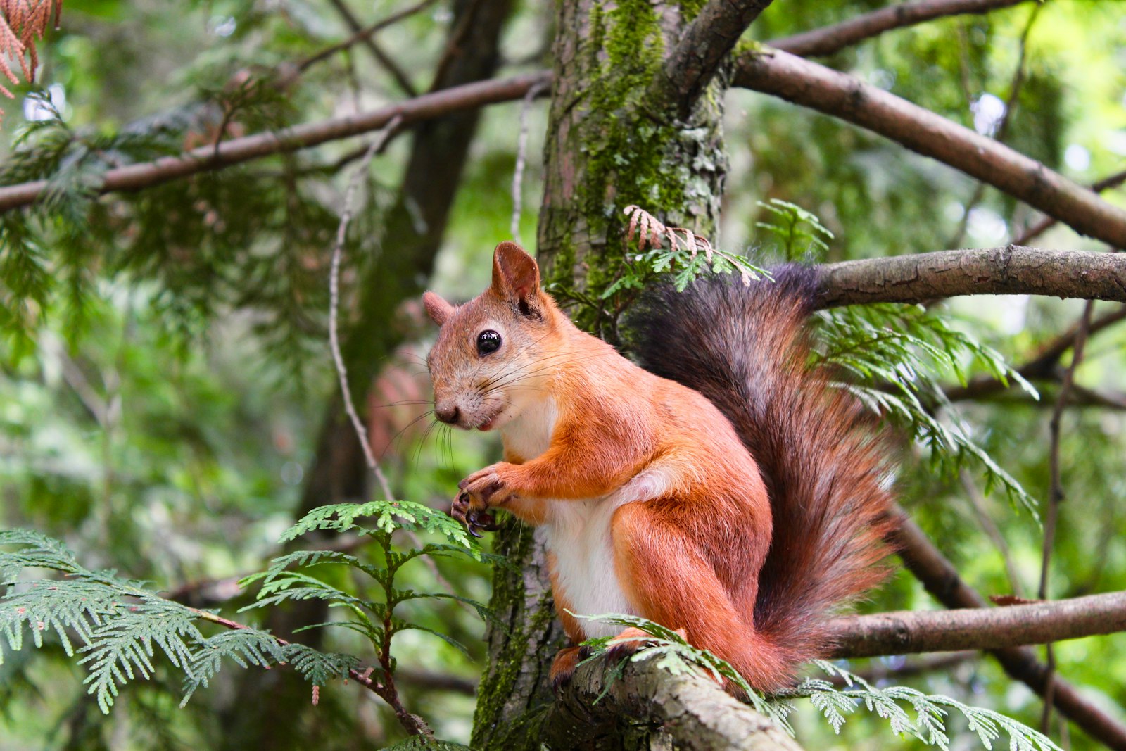 Canon EOS 550D (EOS Rebel T2i / EOS Kiss X4) sample photo. Brown squirrel on tree photography