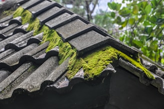 A close-up view of a roof with wavy tiles, partially covered in vibrant green moss. The moss grows in patches along the ridges of the tiles. In the background, blurred green leaves and a cloudy sky are visible.