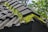 A close-up view of a roof with wavy tiles, partially covered in vibrant green moss. The moss grows in patches along the ridges of the tiles. In the background, blurred green leaves and a cloudy sky are visible.