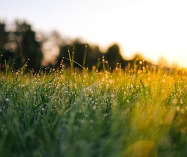 selective focus photography of water droplets on grasses