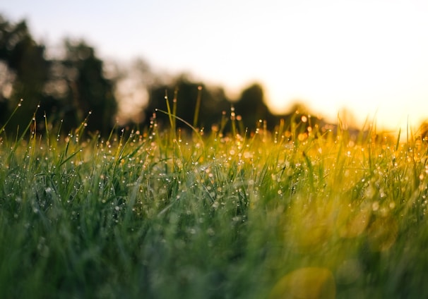 selective focus photography of water droplets on grasses