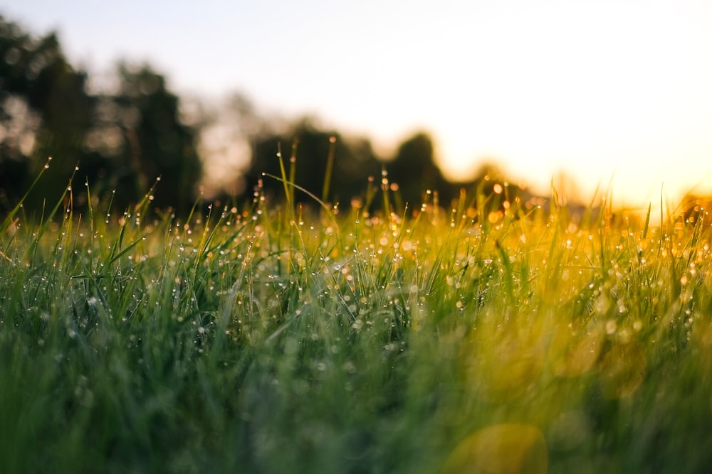 selective focus photography of water droplets on grasses