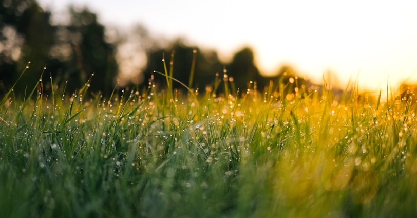 selective focus photography of water droplets on grasses