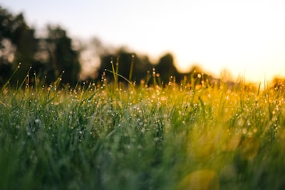 selective focus photography of water droplets on grasses morning google meet background