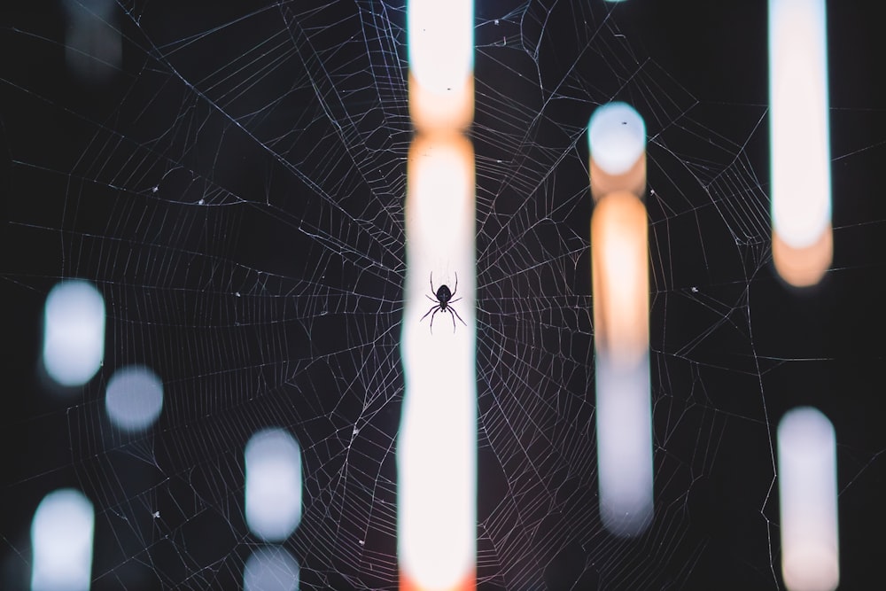 A little spider in his web.