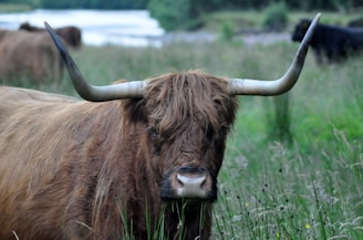 brown yak on grass