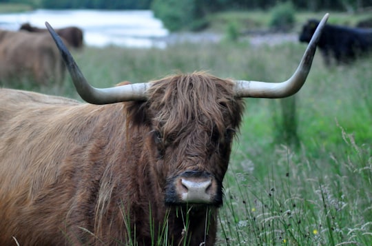 brown yak on grass in Ben Nevis United Kingdom