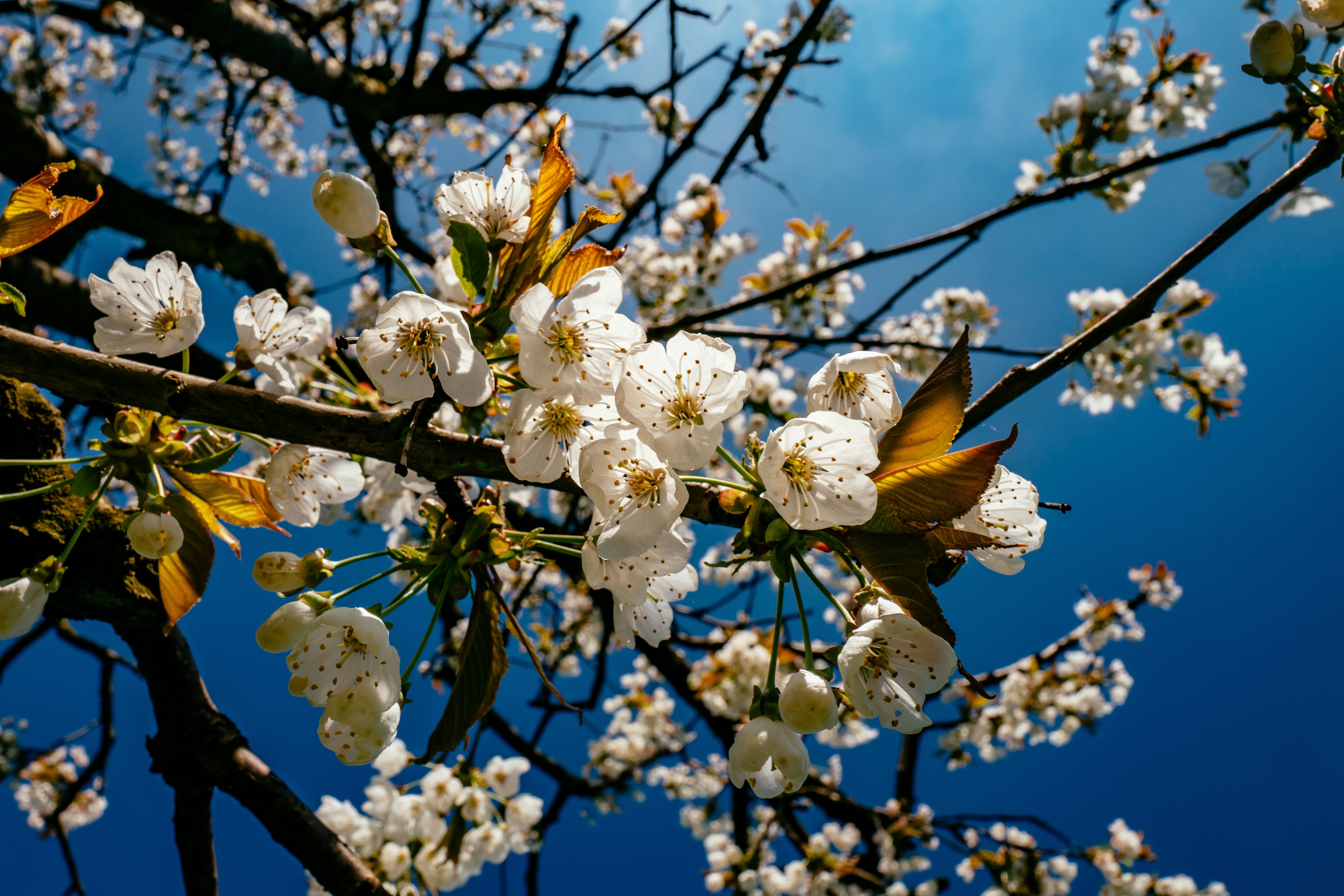 Free Unsplash photo from Bruno Raffa