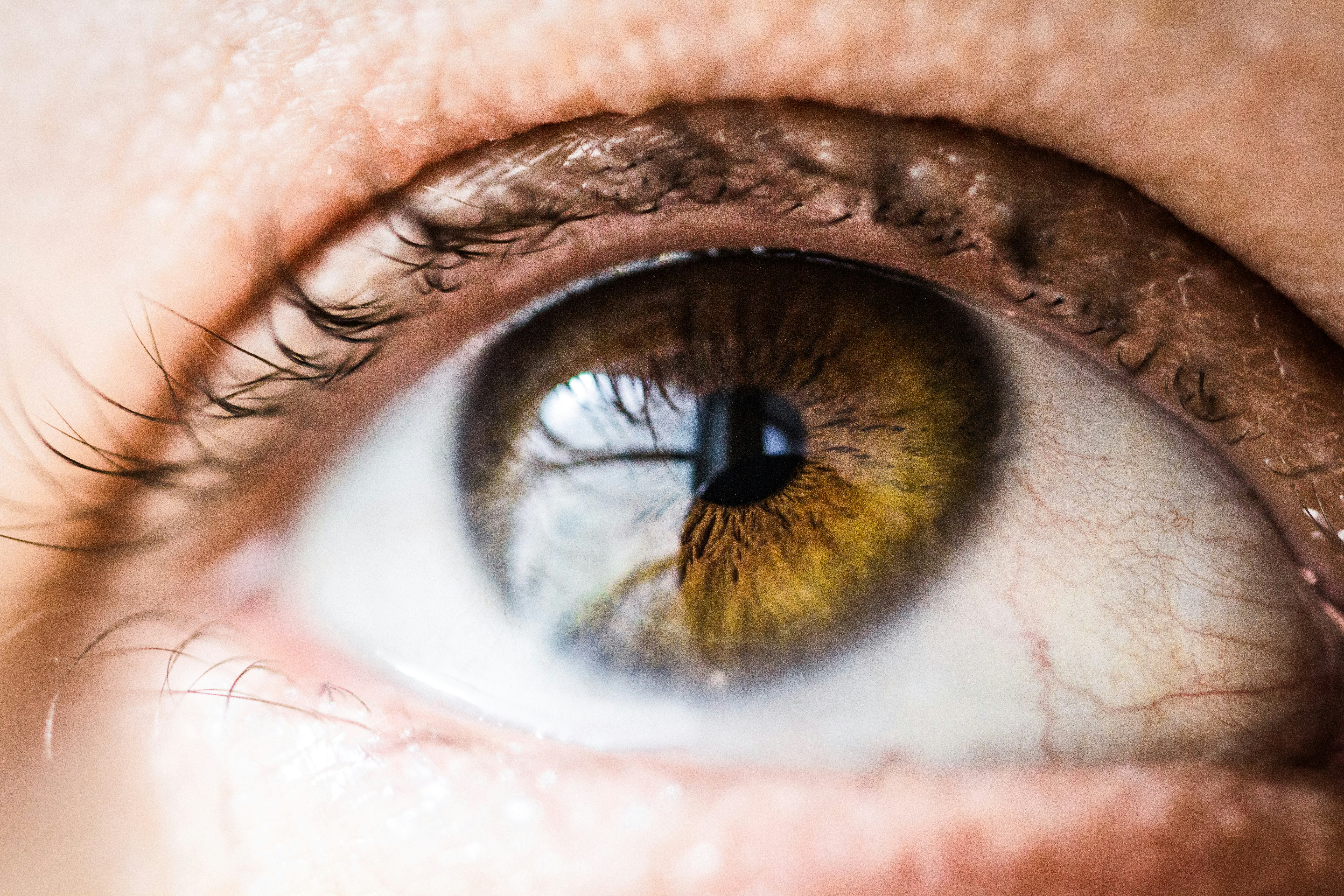Brown eye macro