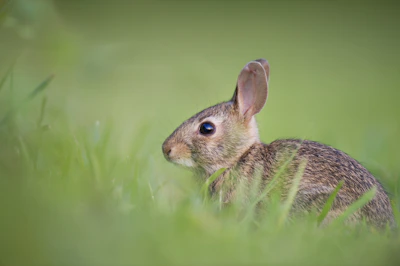 selective focus photography of brown rodent on green gras