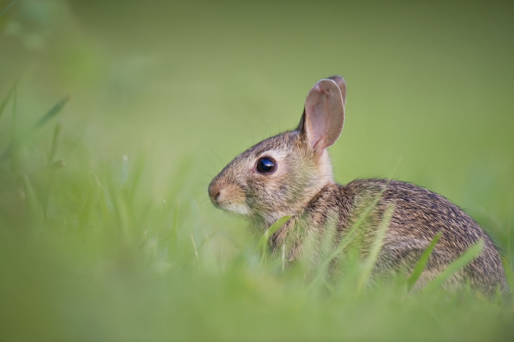 Photographie sélective de mise au point d’un rongeur brun sur du gras vert