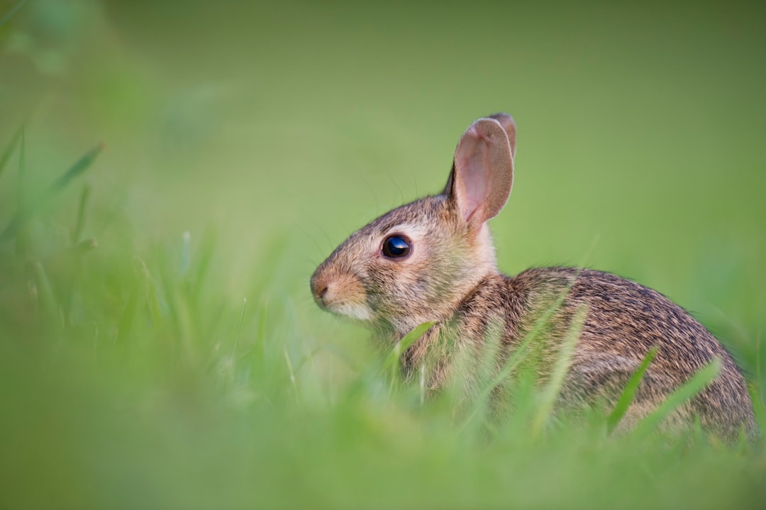 selective focus photography of brown rodent on green gras