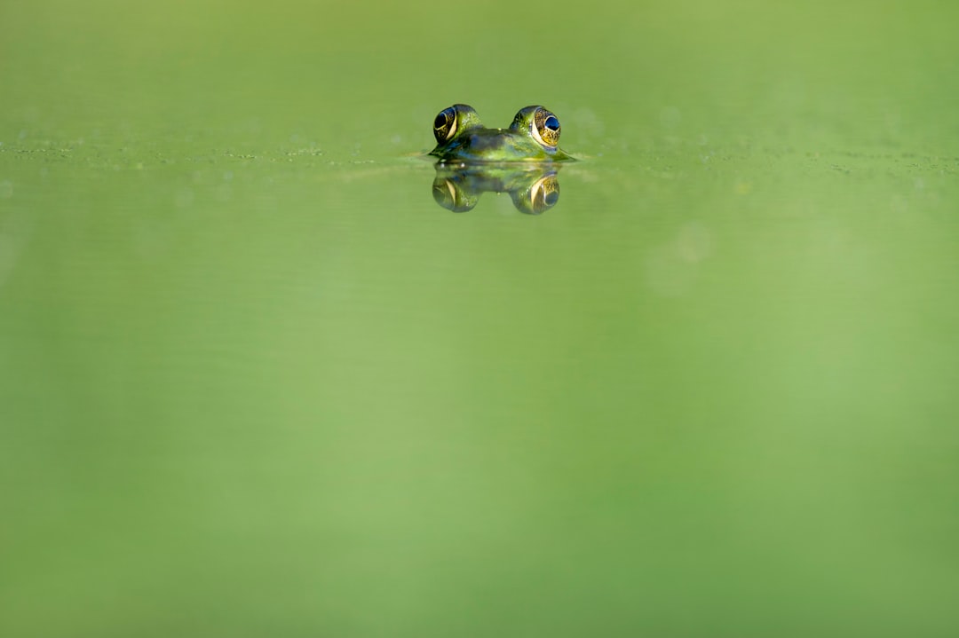 green frog swimming on water