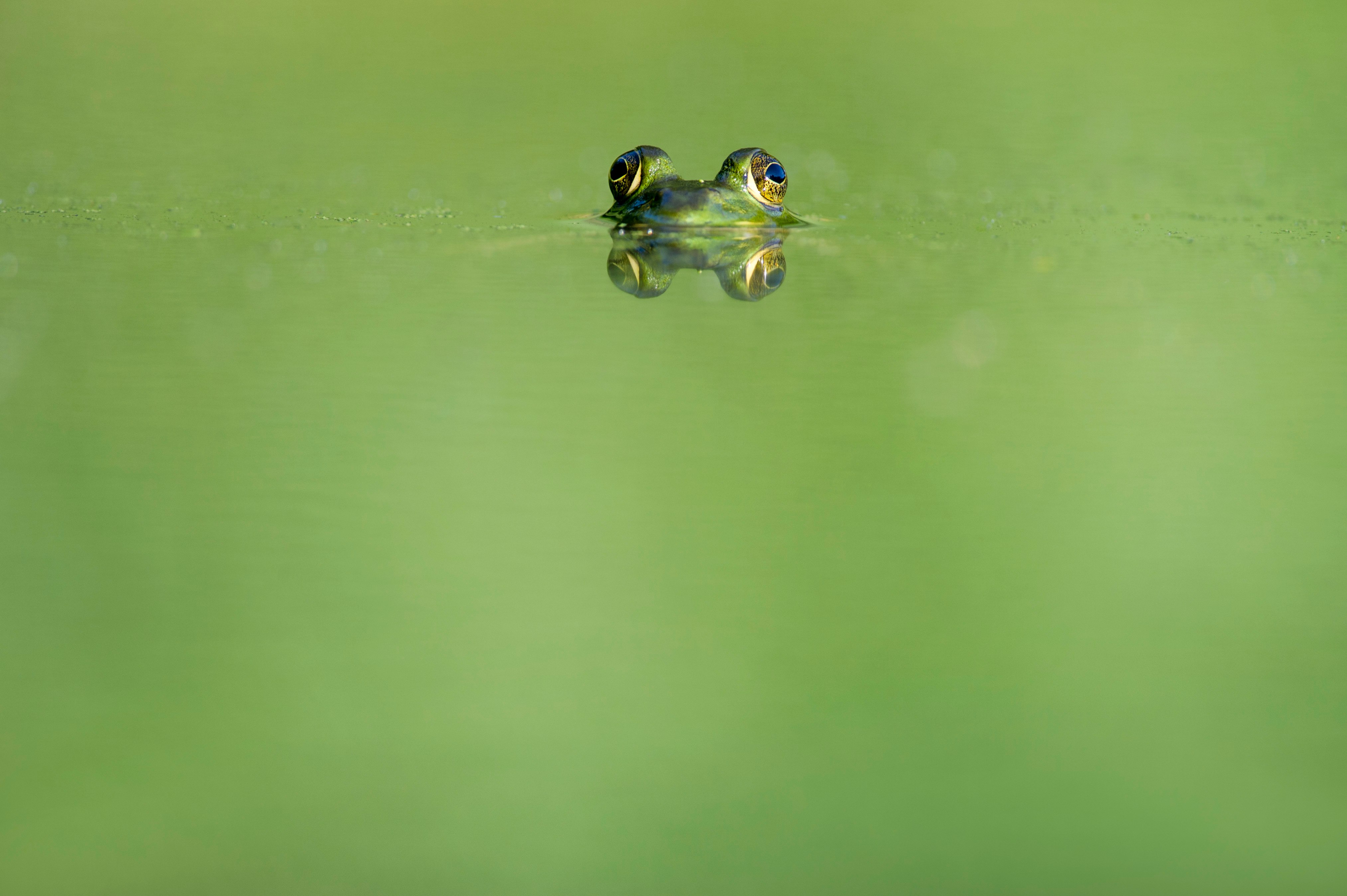 green frog swimming on water