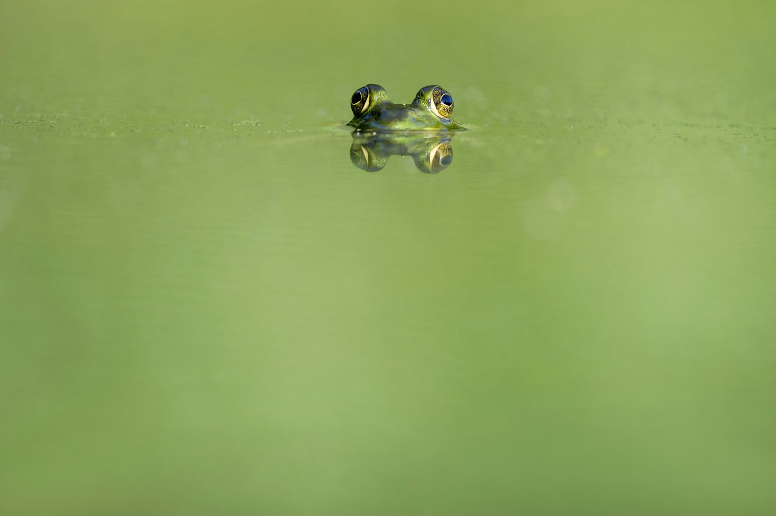 Nikon AF-S Nikkor 300mm F4D ED-IF sample photo. Green frog swimming on photography