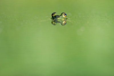 green frog swimming on water new jersey zoom background