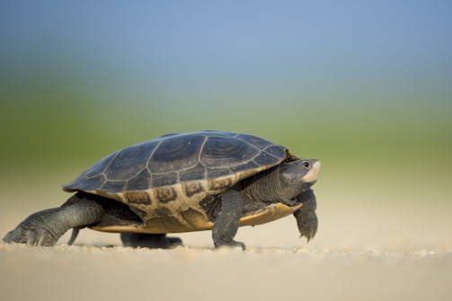 A close-up of a turtle slowly walking on a sandy beach.