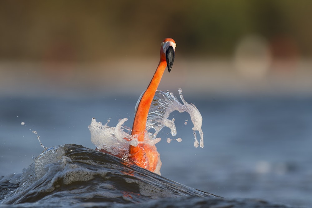 American flamingo on water with waves