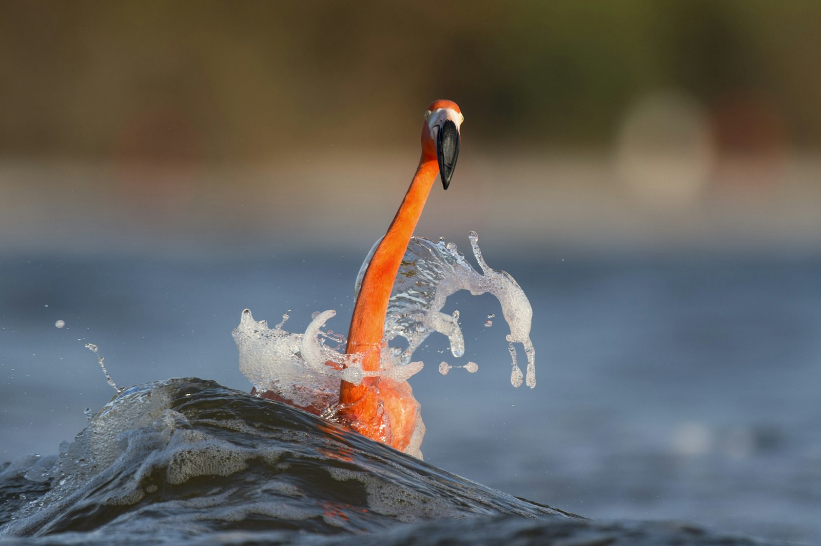 Nikon AF-S Nikkor 500mm F4G ED VR sample photo. American flamingo on water photography