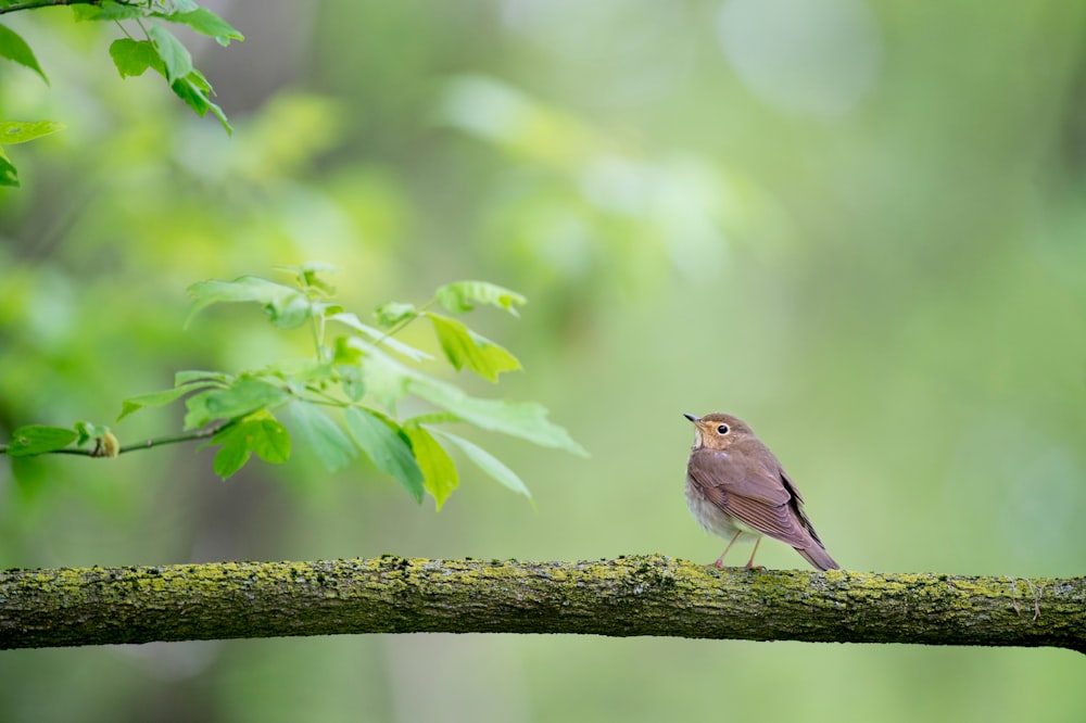 shallow focus photography of bird on tree trunk during daytime
