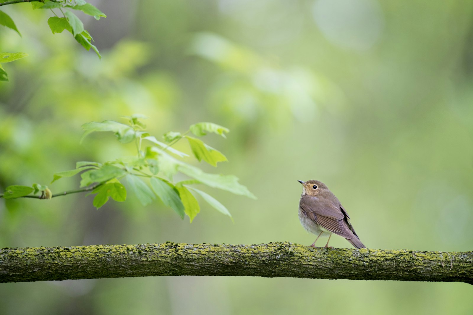 Nikon AF-S Nikkor 500mm F4G ED VR sample photo. Shallow focus photography of photography