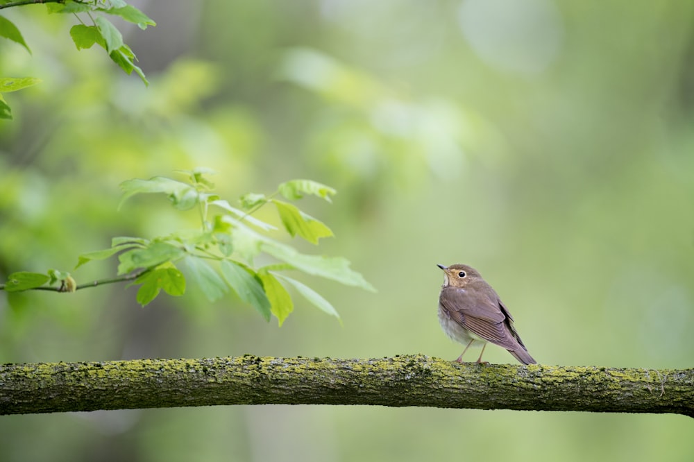 Flachfokusfotografie eines Vogels auf einem Baumstamm während des Tages