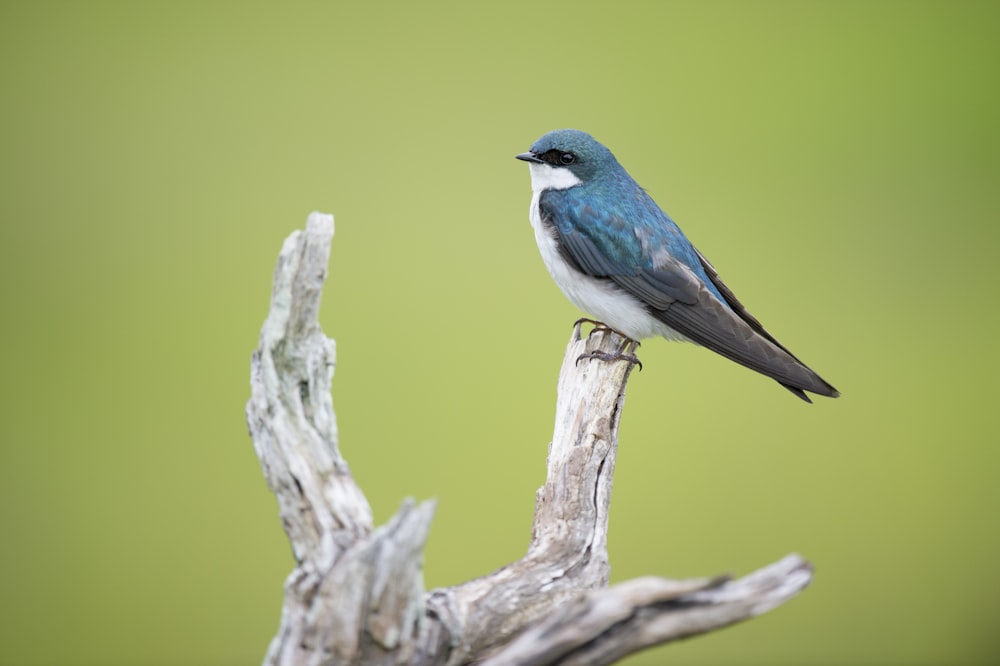 pájaro azul y blanco en la rama de un árbol