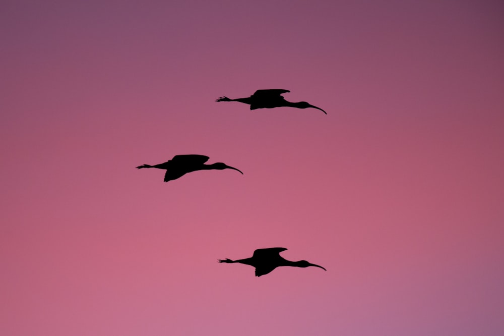 Silhouettenfotografie von drei fliegenden Vögeln