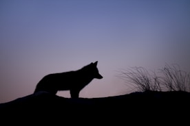 silhouette of wolf standing on ground
