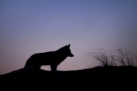 A lone wolf silhouette against a twilight sky, embodying leadership and resilience.