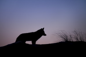 A lone wolf silhouette against a sunset, embodying courage and vigilance.