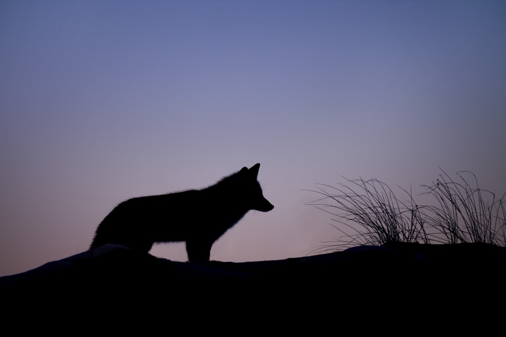 Silhouette eines Wolfes, der auf dem Boden steht