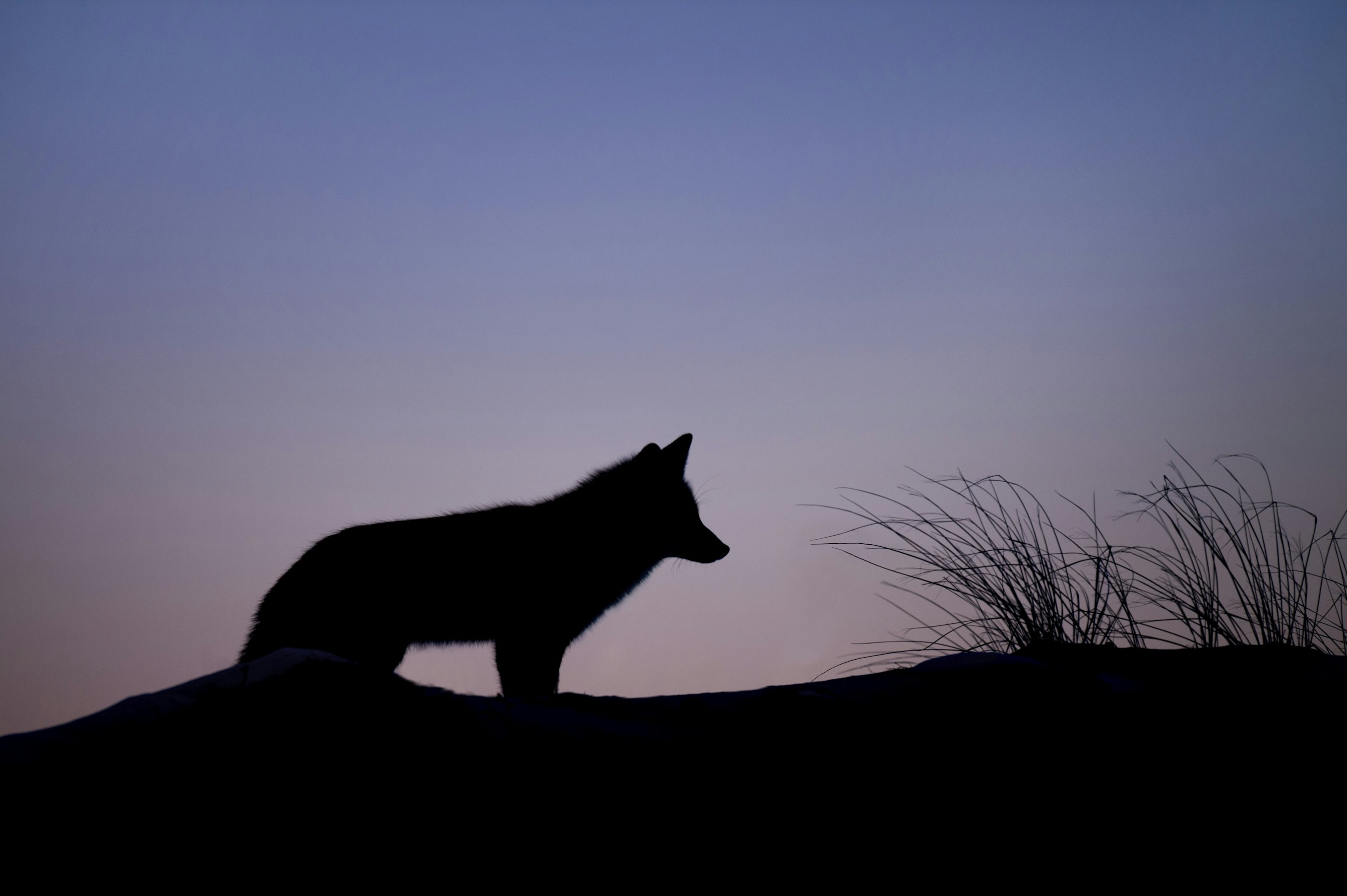 Wildlife: Behind the Scenes of a Wolf Hunt