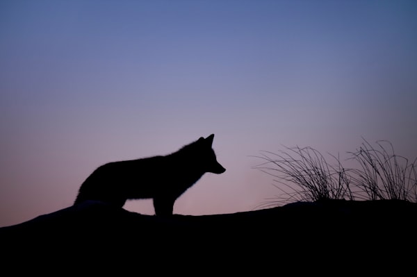 The silhouette of a wolf standing against a dark sky.