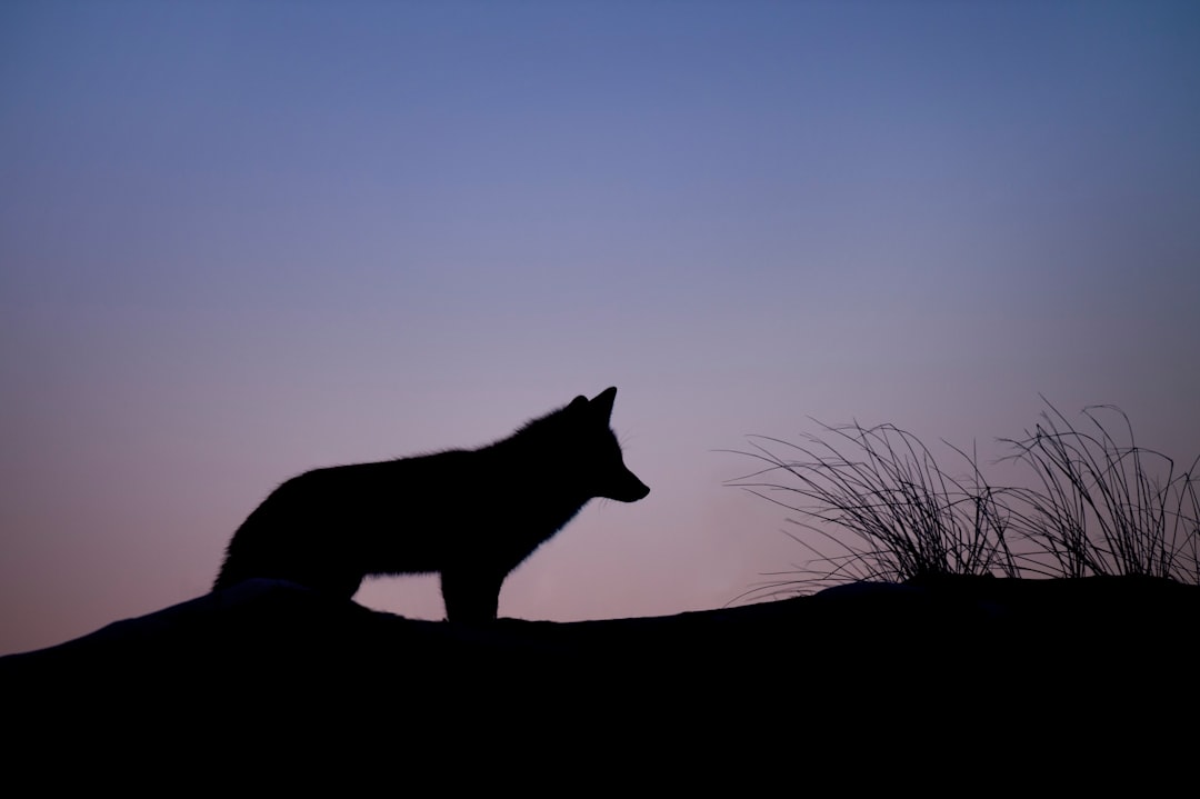 silhouette of wolf standing on ground arctic wolf
