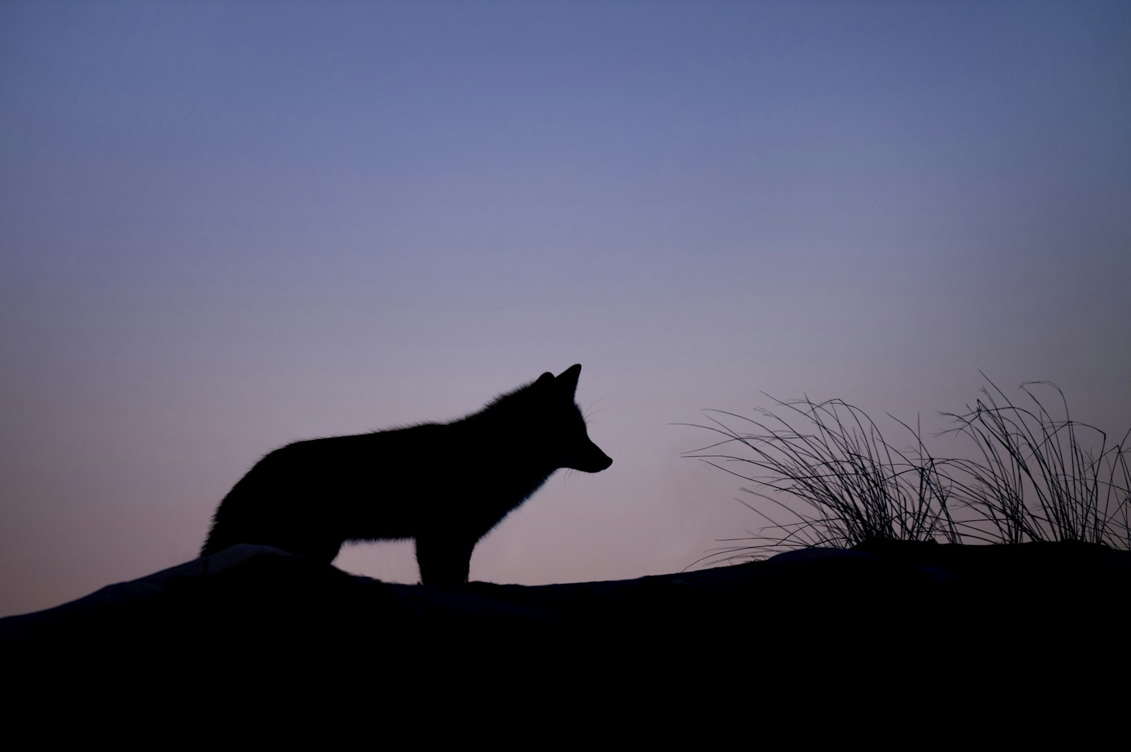 Nikon D4S + Nikon AF-S Nikkor 500mm F4G ED VR sample photo. Silhouette of wolf standing photography