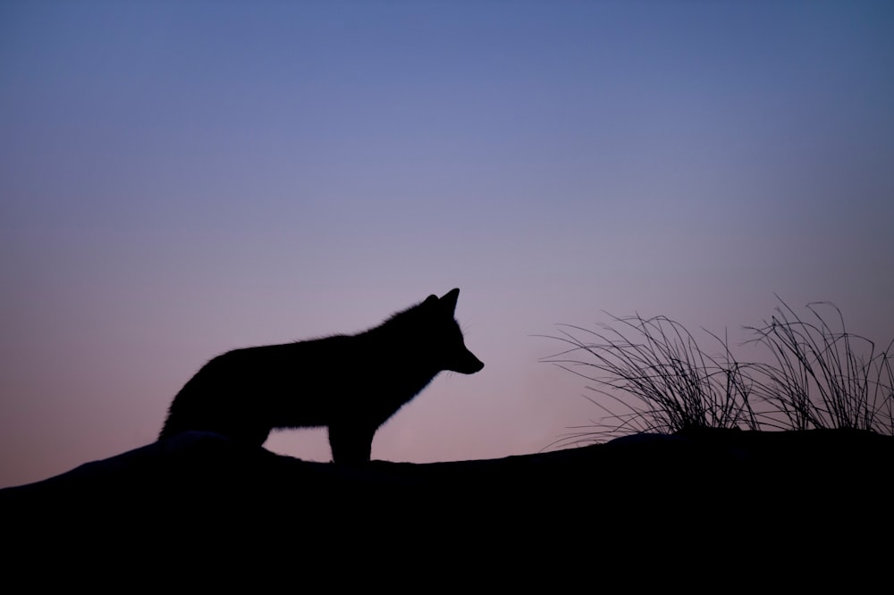 silhouette of wolf standing on ground