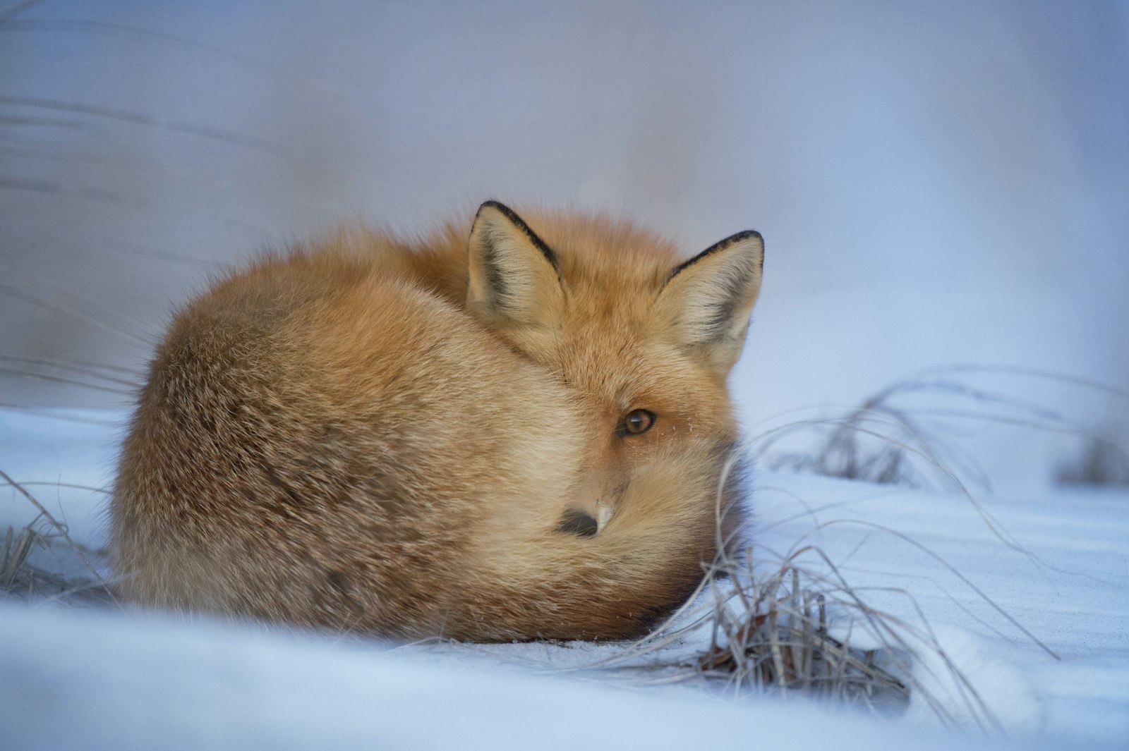 Nikon AF-S Nikkor 500mm F4G ED VR sample photo. Fox laying on snow photography