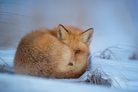 fox laying on snow in Lanoka Harbor United States