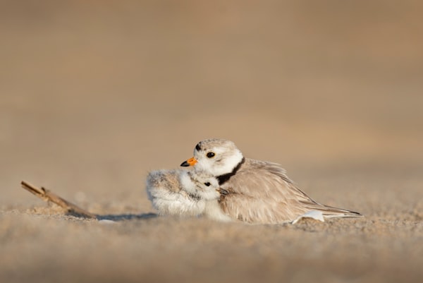 A mother and child bird nuzzled together on the ground.