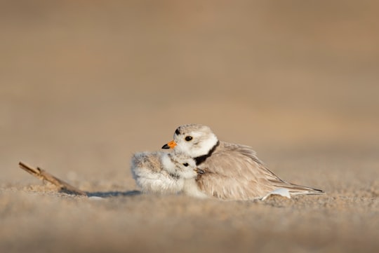 photo of Middletown Wildlife near Williamsburg Bridge