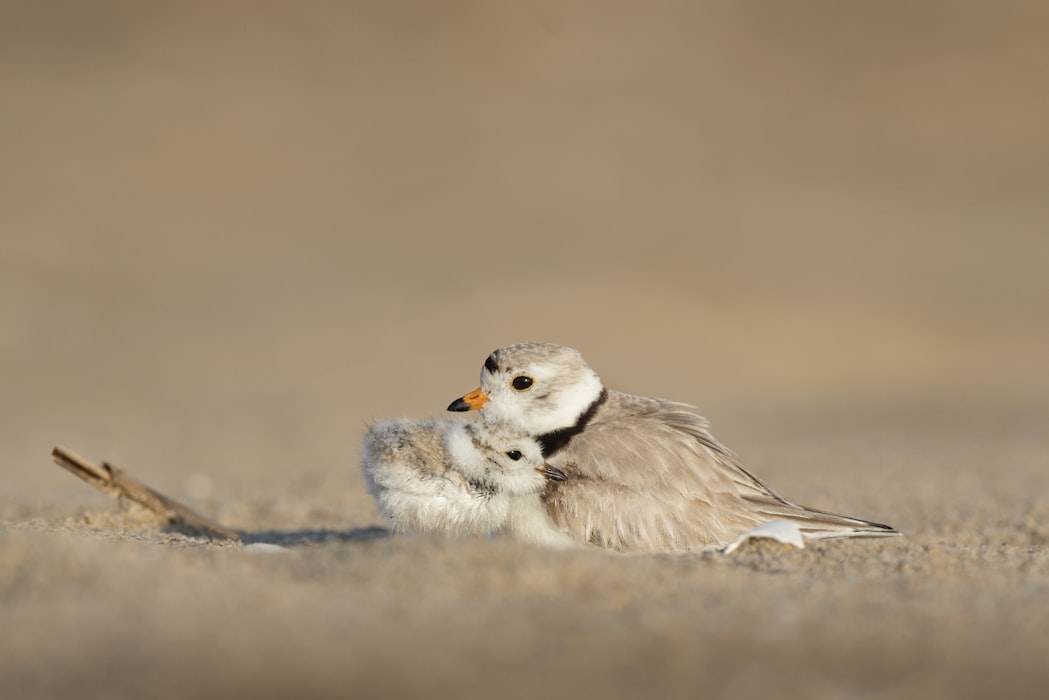 famille d'oiseau - photo gratuite