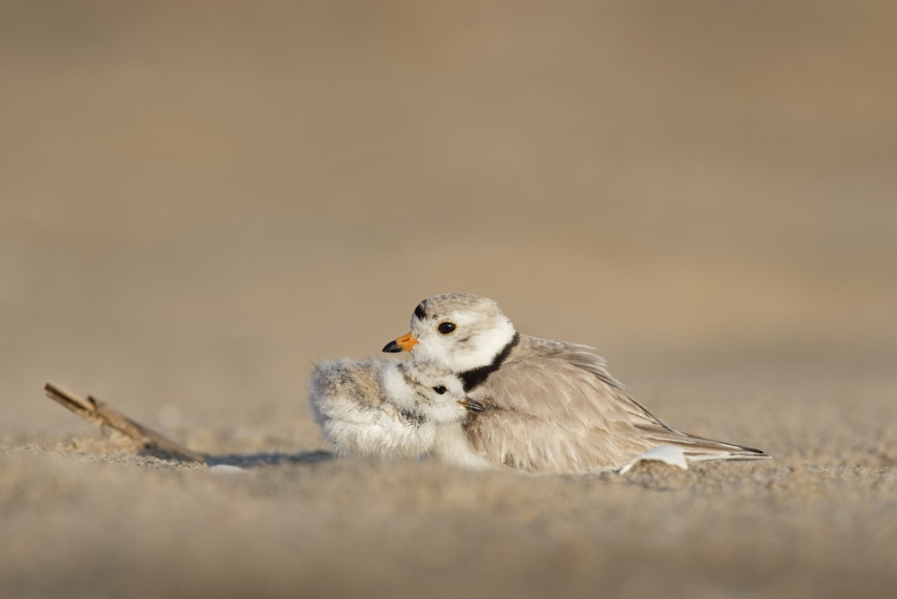 pájaros grises y negros sobre arena marrón