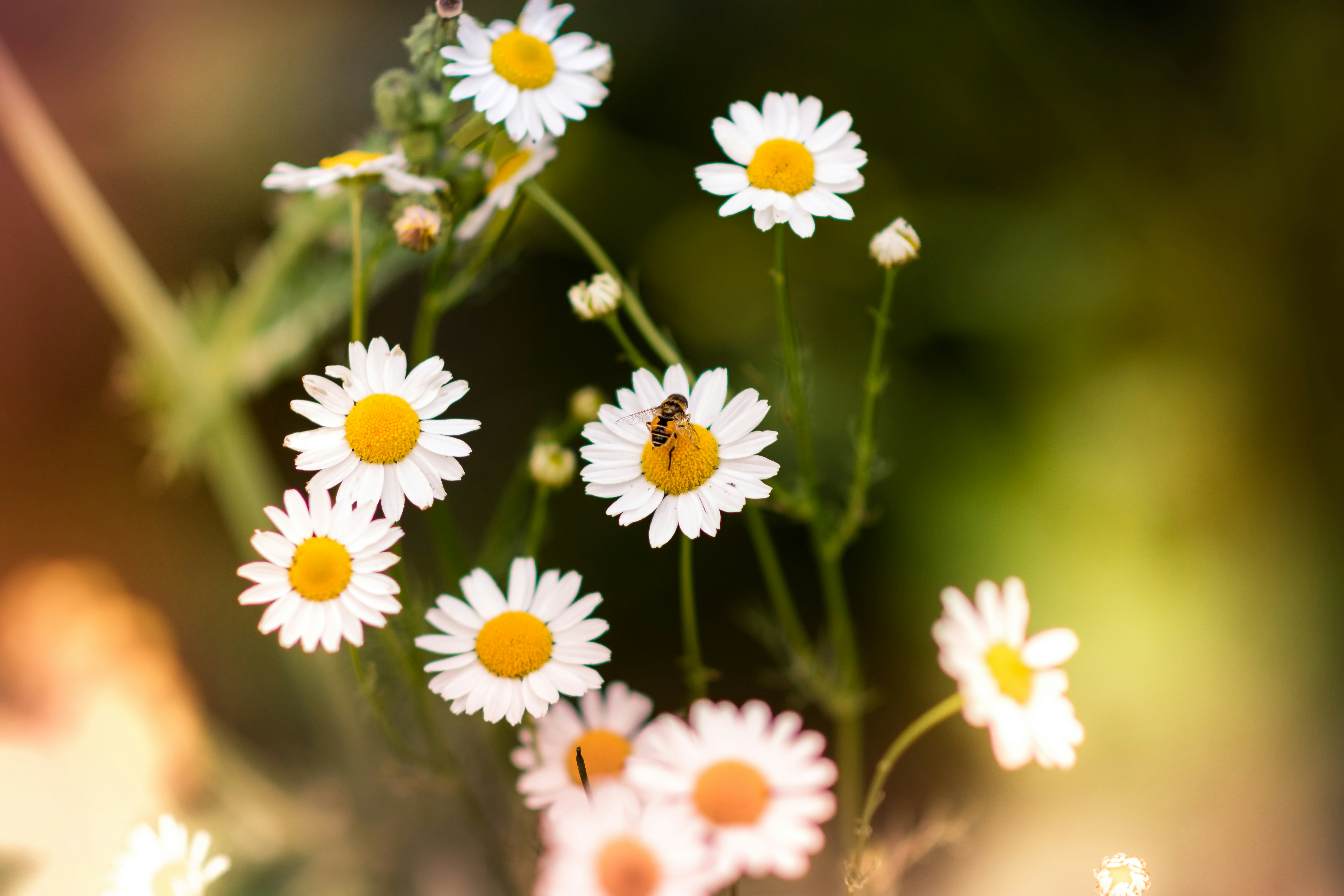 Free Unsplash photo from Alex Blăjan