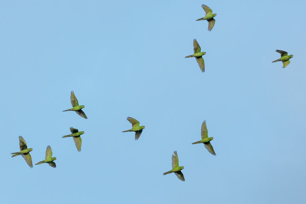 stormo di uccelli gialli che volano